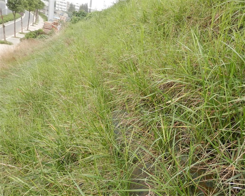 植草袋案例